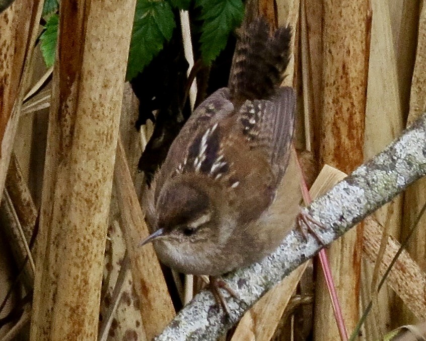 Marsh Wren - ML611867638