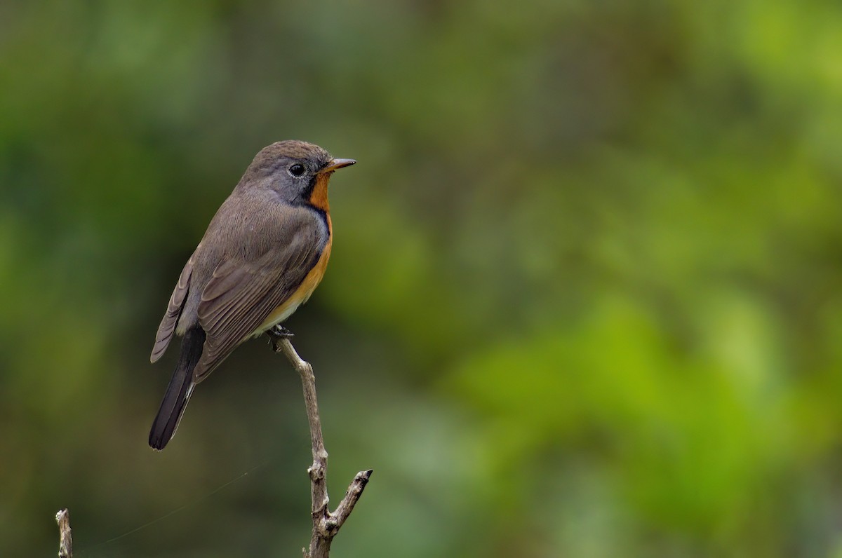 Kashmir Flycatcher - ML611867645