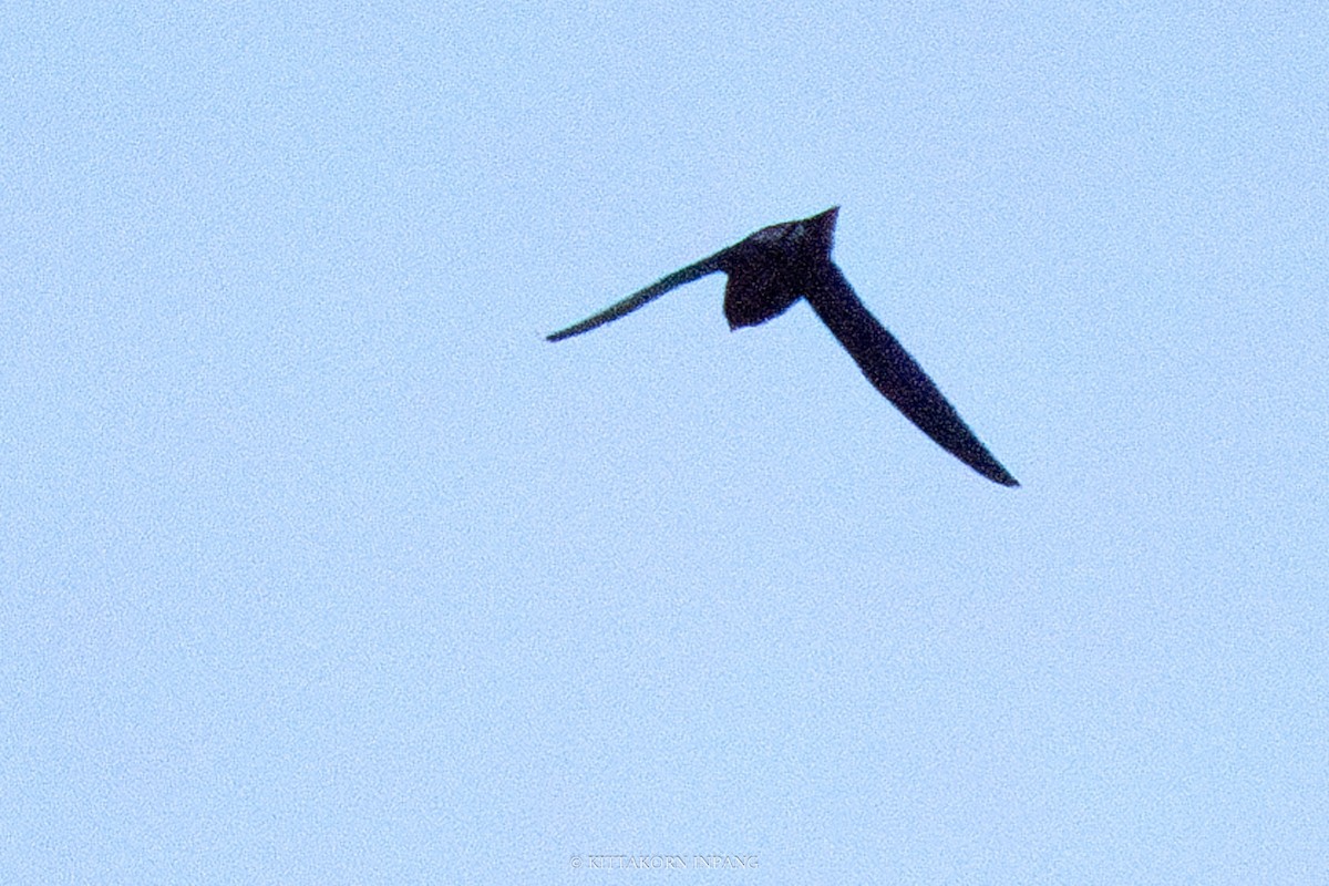 Brown-backed Needletail - ML611867709