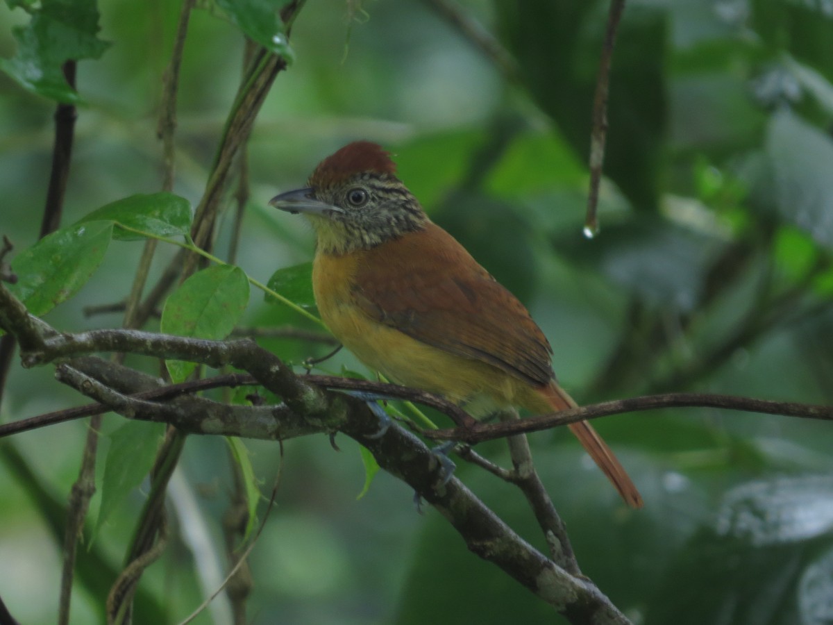 Barred Antshrike - kenneth reyes