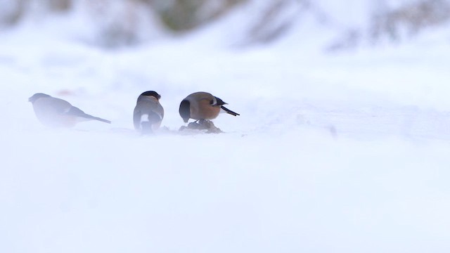 Eurasian Bullfinch - ML611867711