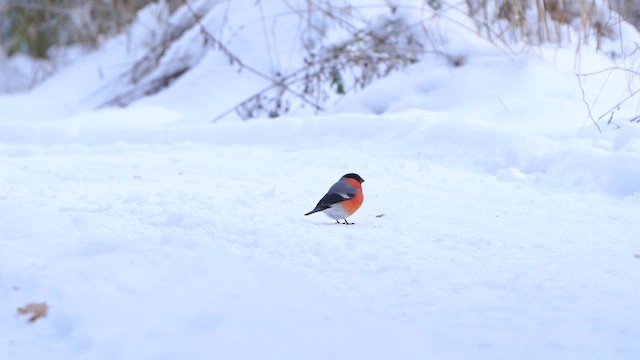 Eurasian Bullfinch - ML611867721