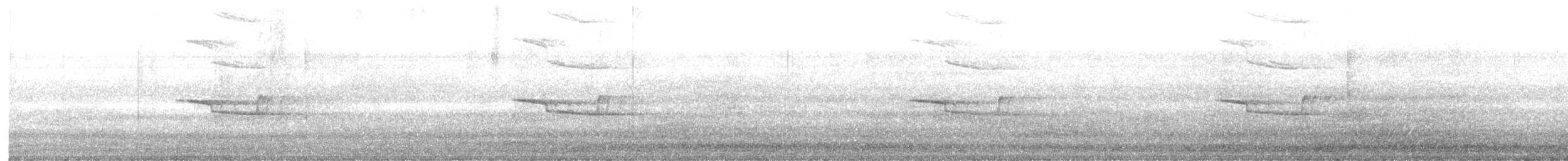 Breitspiegel-Nachtschwalbe (longirostris) - ML611867733