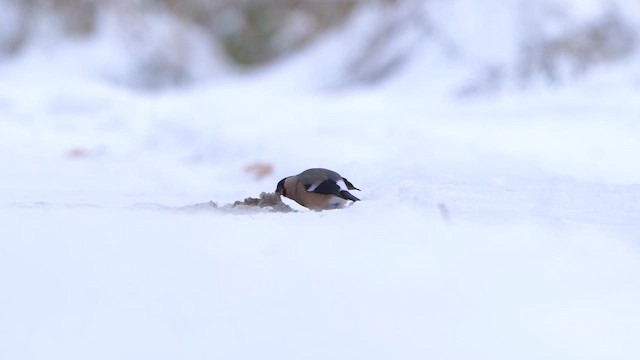 Eurasian Bullfinch - ML611867738