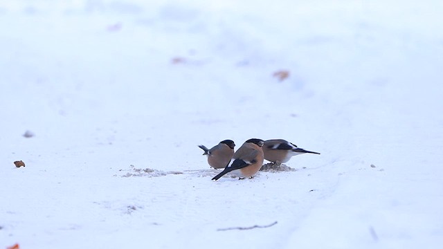 Eurasian Bullfinch - ML611867750