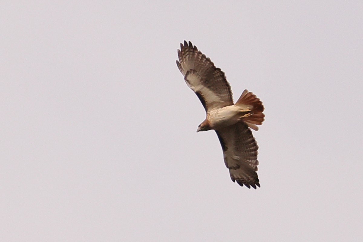 Red-tailed Hawk - ML611867823
