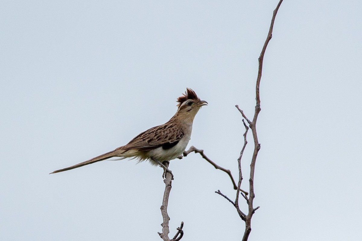 Striped Cuckoo - Ana Merlo