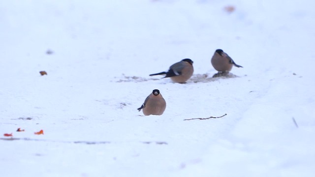 Eurasian Bullfinch - ML611867889