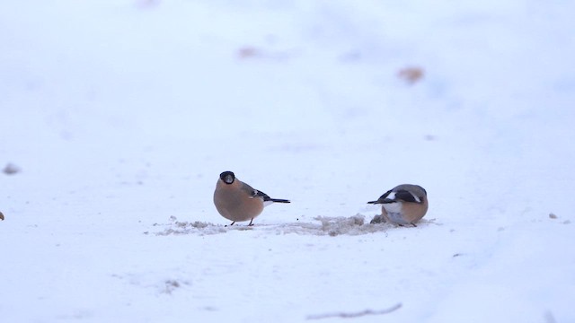 Eurasian Bullfinch - ML611867905