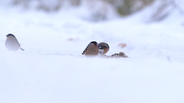 Eurasian Bullfinch - ML611867914