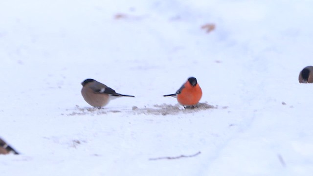 Eurasian Bullfinch - ML611868012