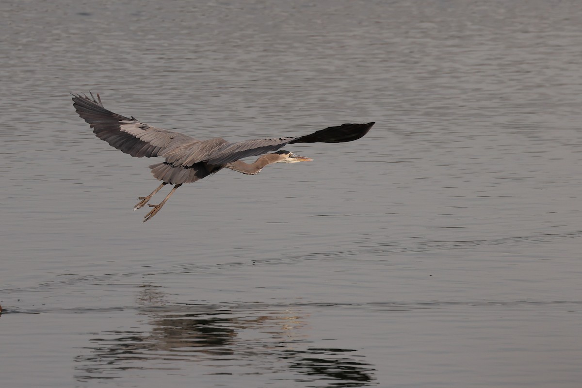 Great Blue Heron - ML611868029
