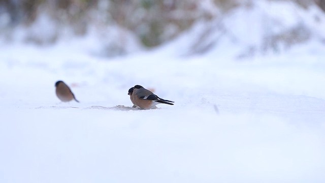 Eurasian Bullfinch - ML611868037