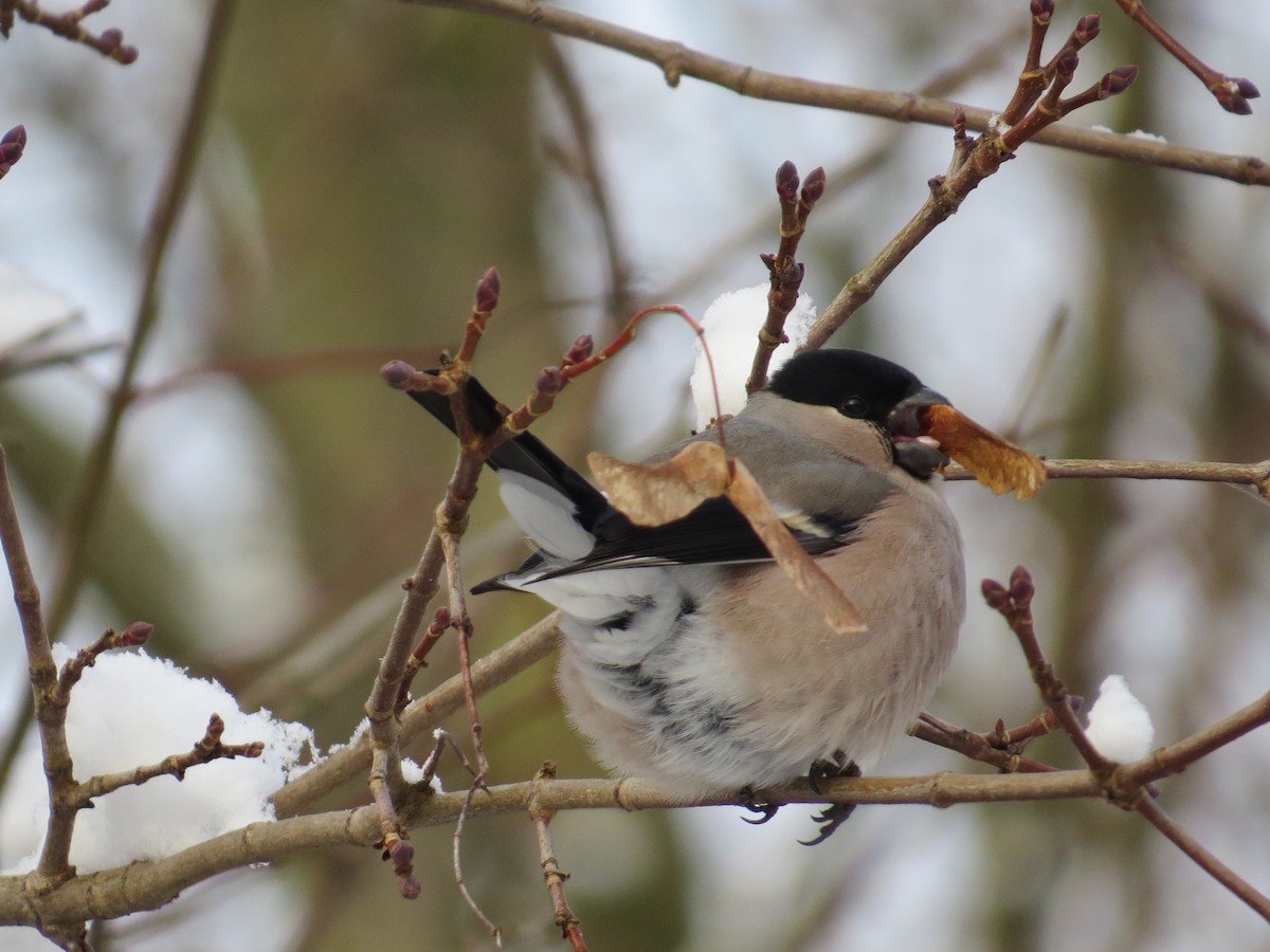 Eurasian Bullfinch - ML611868124