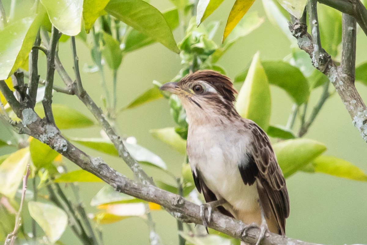 Striped Cuckoo - ML611868163