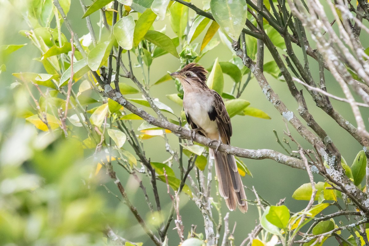 Striped Cuckoo - ML611868165