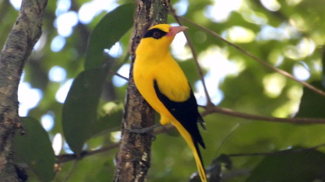 Black-naped Oriole - ML611868166