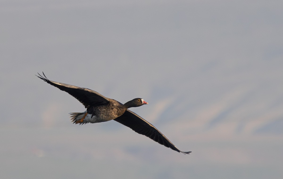 Lesser White-fronted Goose - ML611868349