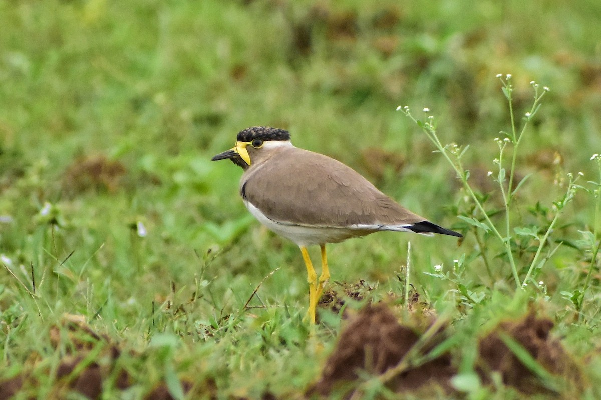 Yellow-wattled Lapwing - ML611868409