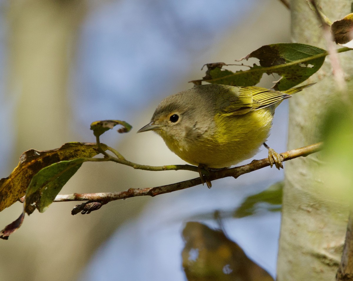 Nashville Warbler - ML611868442