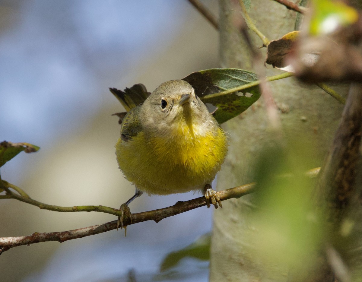 Nashville Warbler - ML611868443