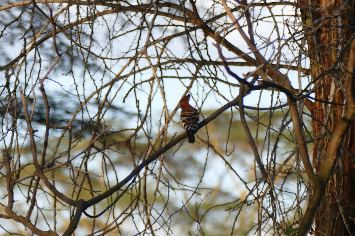 Eurasian Hoopoe (African) - David Nunn