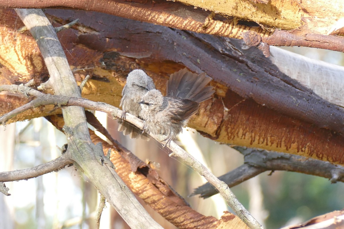 Black-lored Babbler - ML611868470