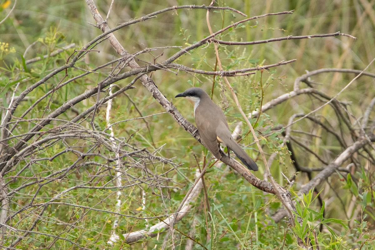 Dark-billed Cuckoo - Ana Merlo