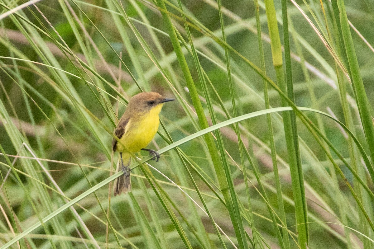 Warbling Doradito - Ana Merlo