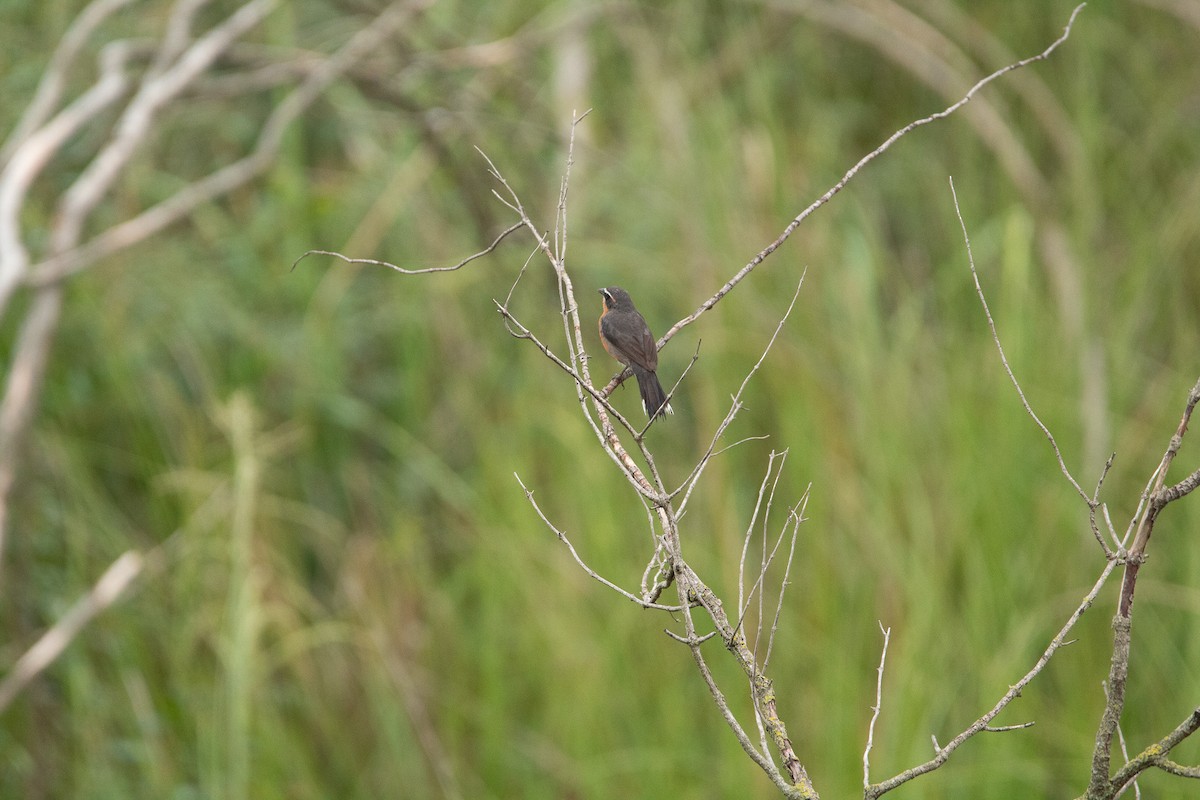 Black-and-rufous Warbling Finch - Ana Merlo