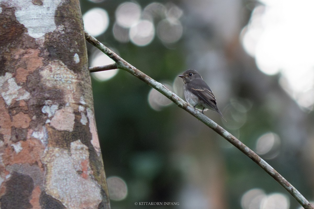 Dark-sided Flycatcher - ML611868491