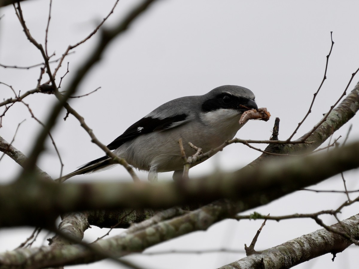 Loggerhead Shrike - ML611868521