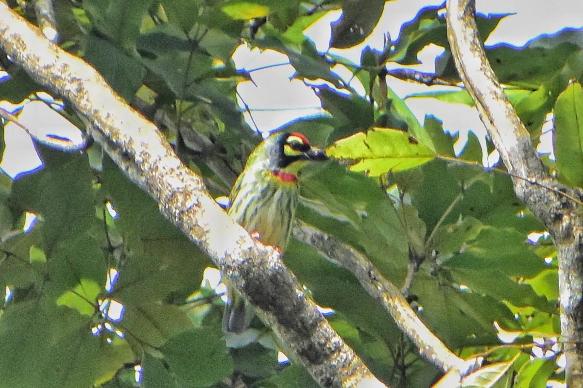 Coppersmith Barbet - ML611868539