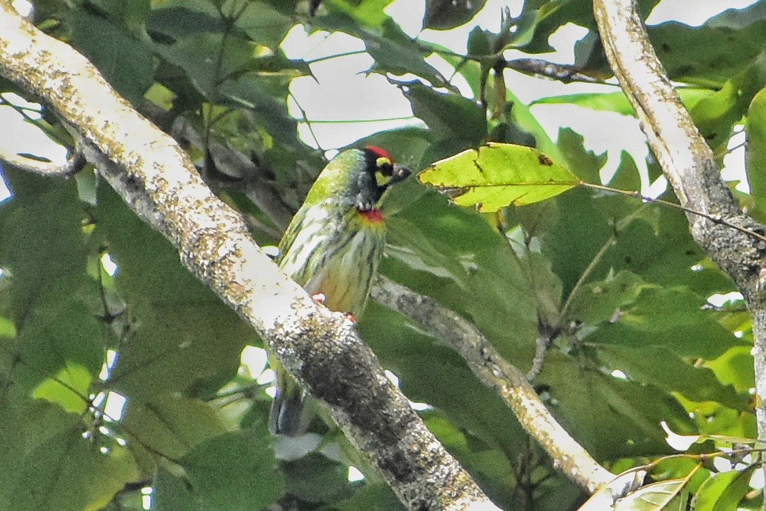 Coppersmith Barbet - Sreeju Aravind