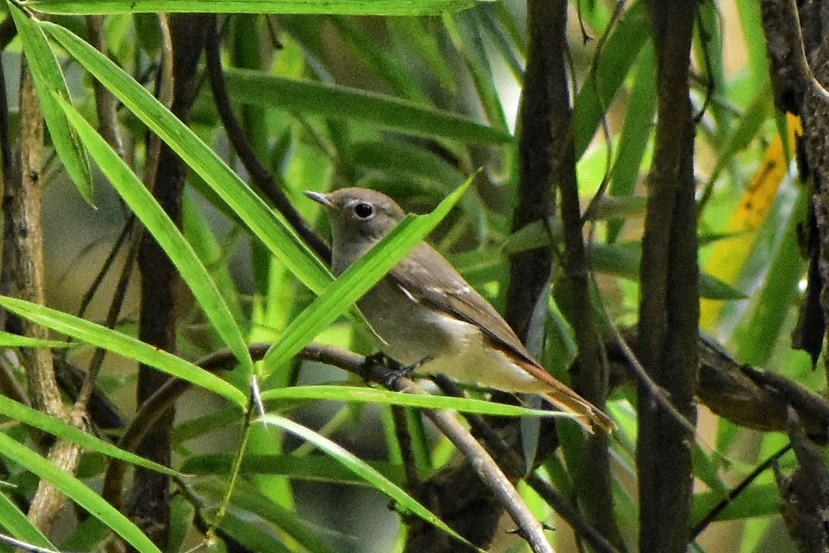 Rusty-tailed Flycatcher - ML611868557