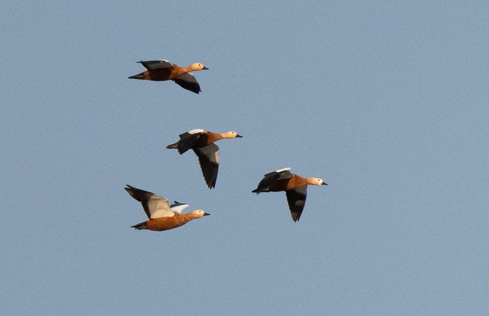 Ruddy Shelduck - ML611868566