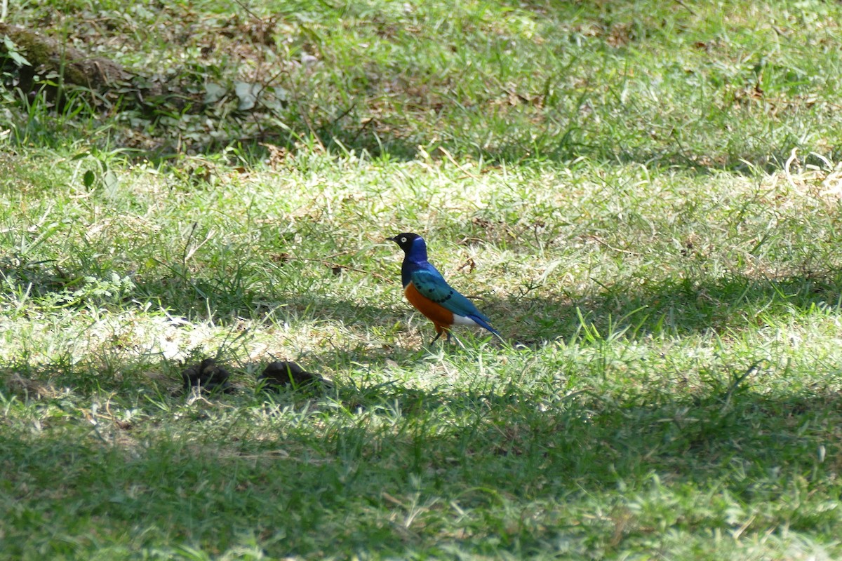 Superb Starling - David Nunn