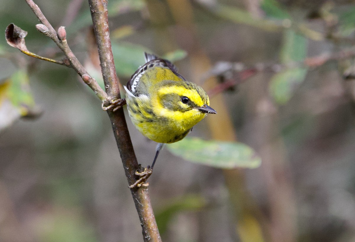 Townsend's Warbler - ML611868575