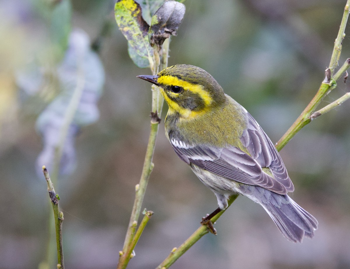 Townsend's Warbler - ML611868580