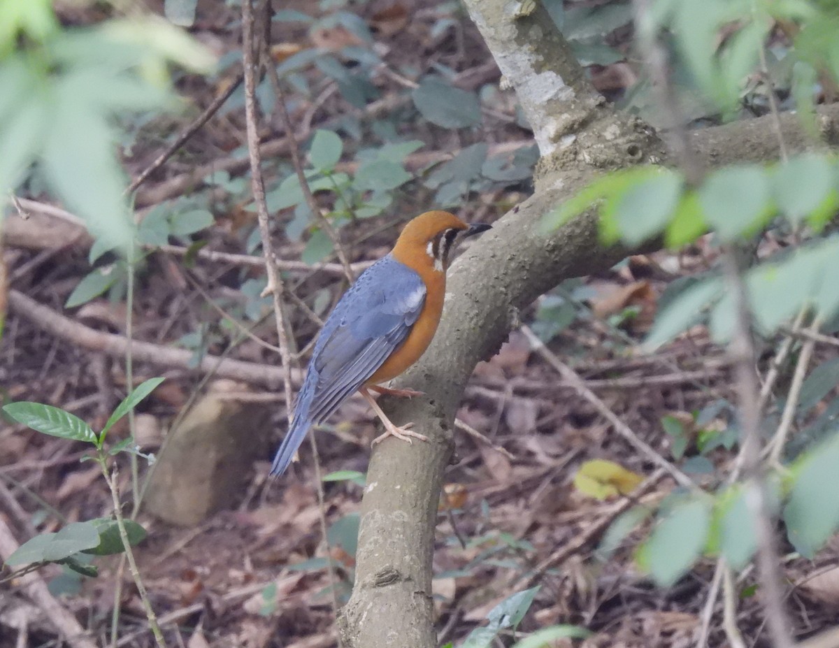 Orange-headed Thrush (White-throated) - ML611868581