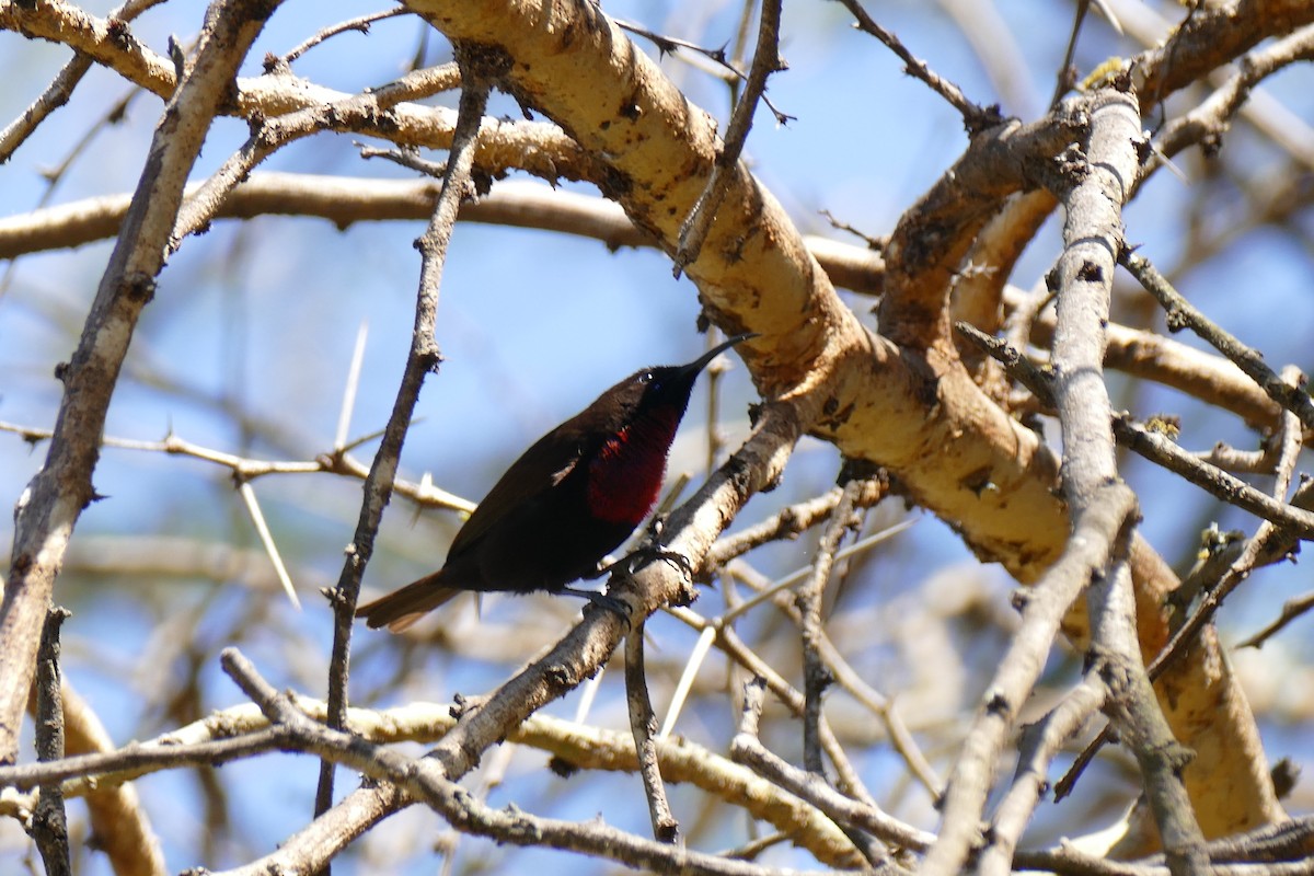 Scarlet-chested Sunbird - ML611868612