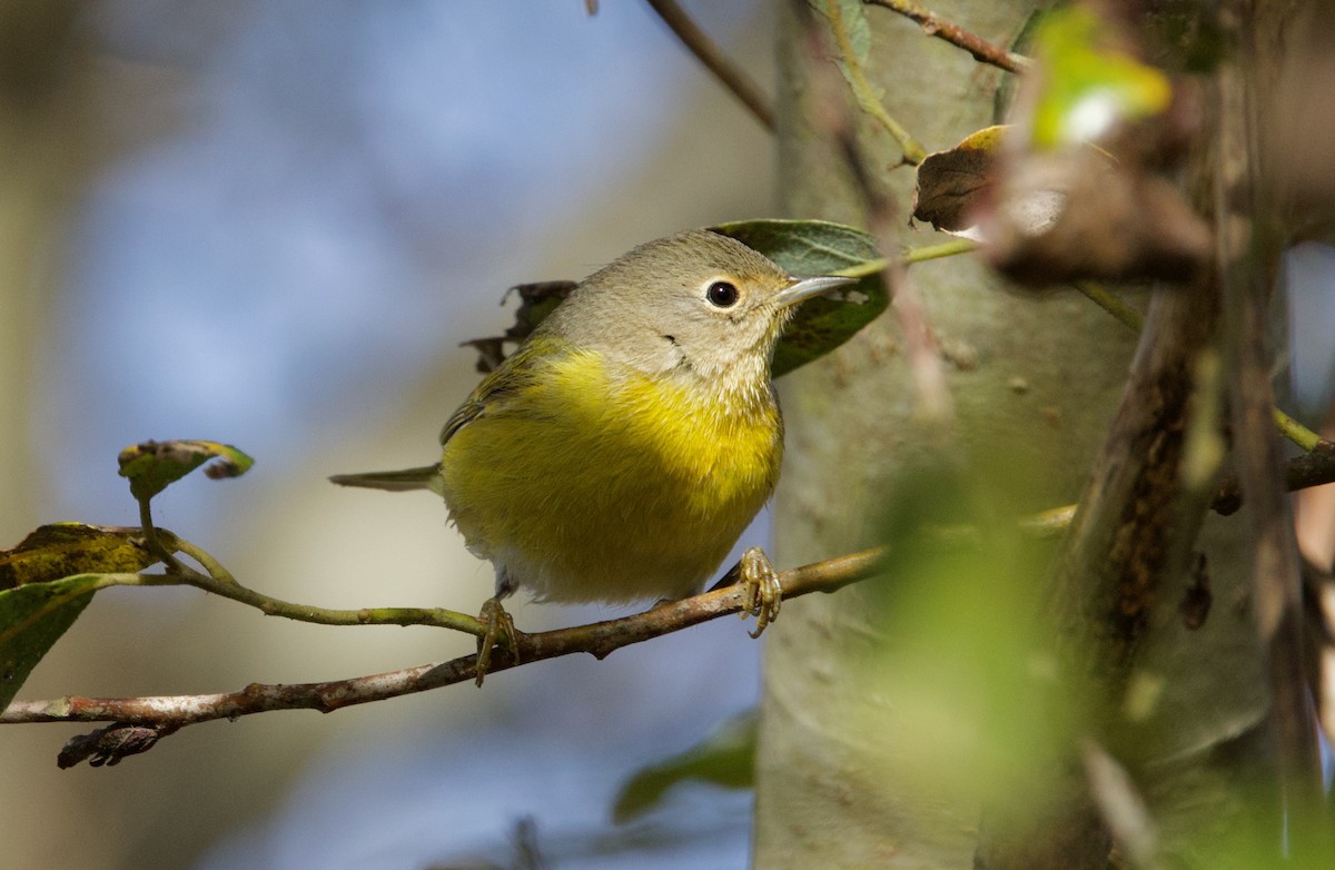 Nashville Warbler - ML611868678