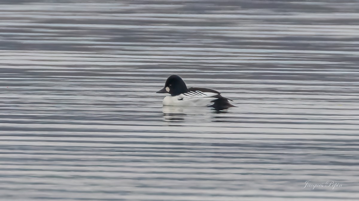 Common Goldeneye - ML611868699