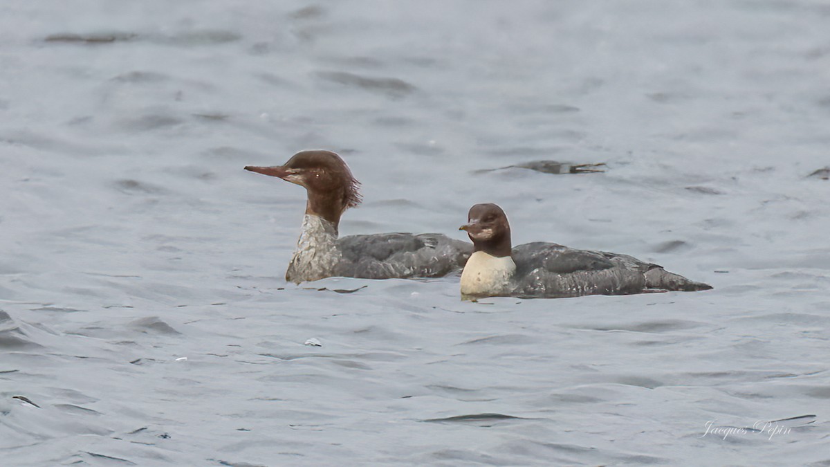 Common Merganser - ML611868706