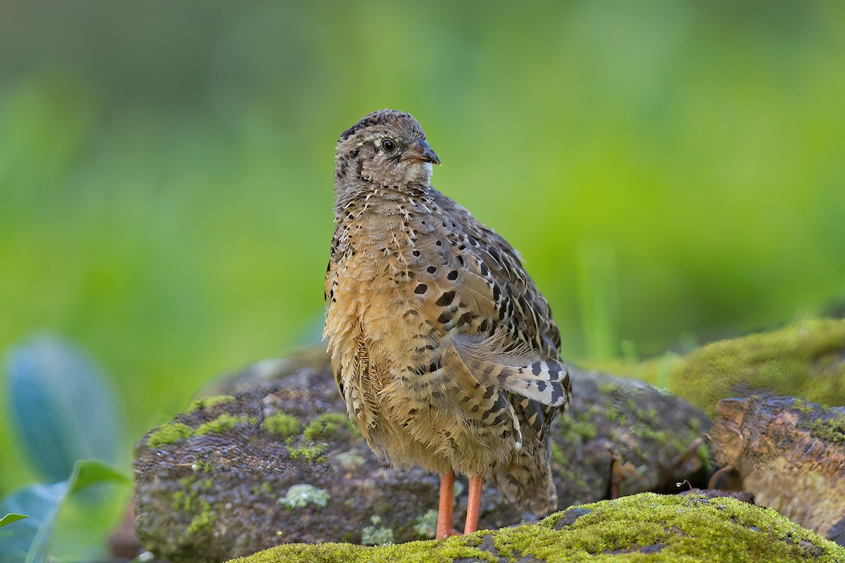 Painted Bush-Quail - ML611868751