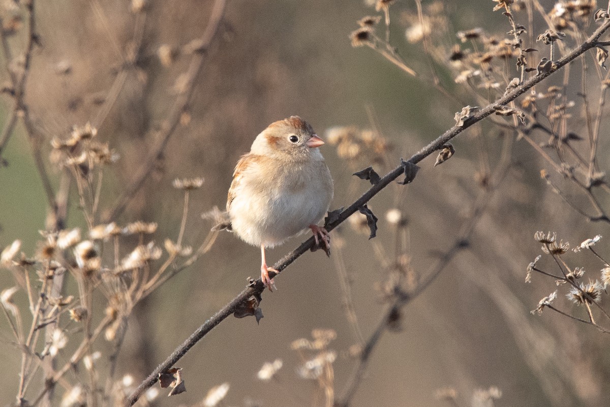 Field Sparrow - ML611868759