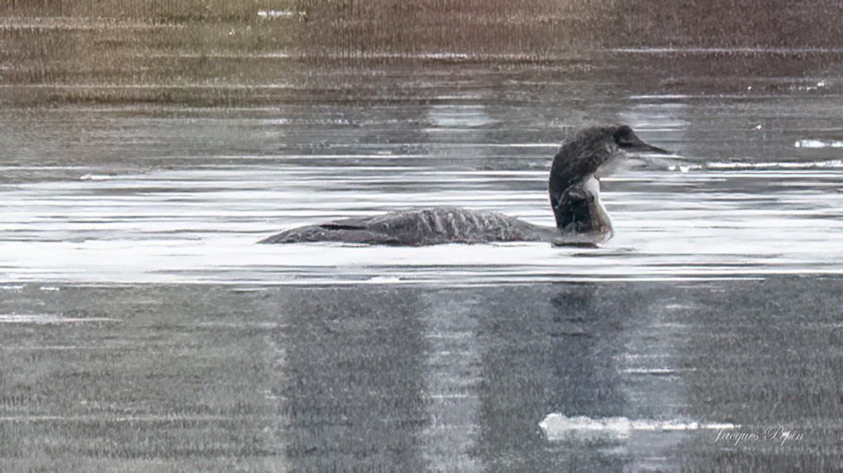 Common Loon - ML611868770