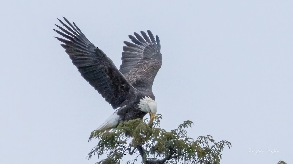 Bald Eagle - Jacques  Pepin