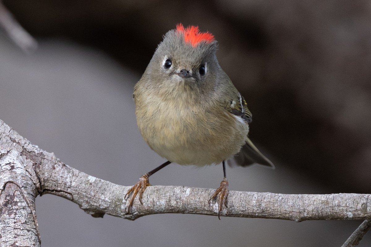 Ruby-crowned Kinglet - ML611868782