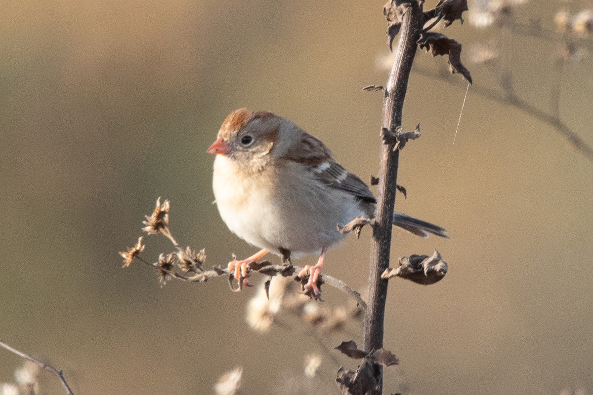 Field Sparrow - ML611868785